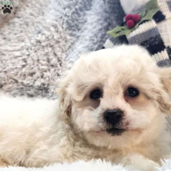 Snowman Rufus, Bichon Frise Puppy